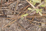 Narrowleaf bushy eupatorium